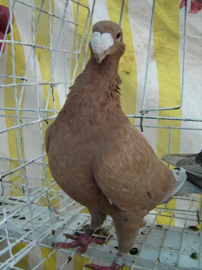 DEUTSCHE SCHAUTAUBEN PORUMBEL GERMAN DE EXPOZITIE VOIAJOR GERMAN DE FRUMUSETE BEAUTY GERMAN PIGEON - Expo Agraria 2006 Alba Iulia