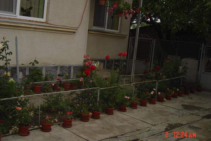vara 2009 - florile mele in 2009