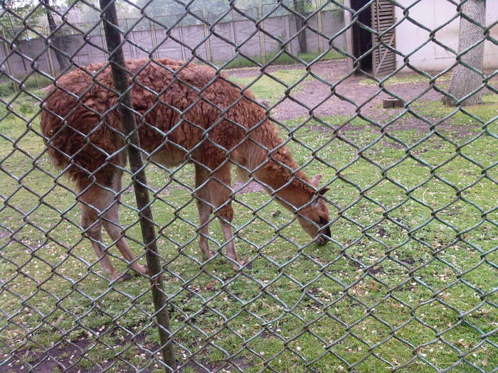 lama - Zoo Braila