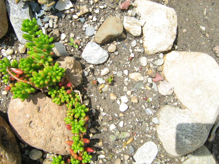 IMG_8661 - Cactusi la mosie 27 iunie 2009