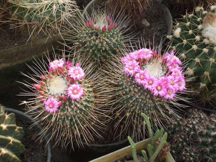 Mammilaria spinosissima v. o pico - colectia mea de cactusi