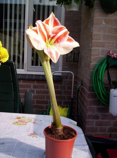 Amaryllis 16 oct 2007 (2 - hippeastrum - amaryllis