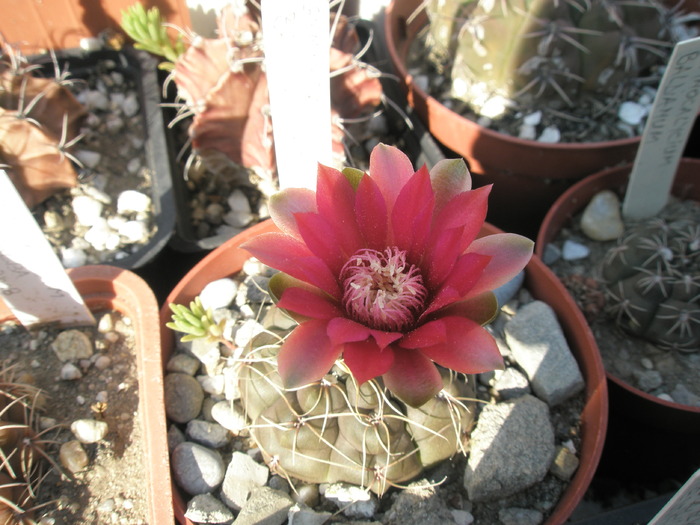 Gymnocalycium baldianum - 23.08 - flori in ziua de 23-08-2009