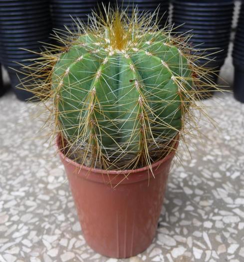 Parodia (Eriocactus) magnifica - Cactusi