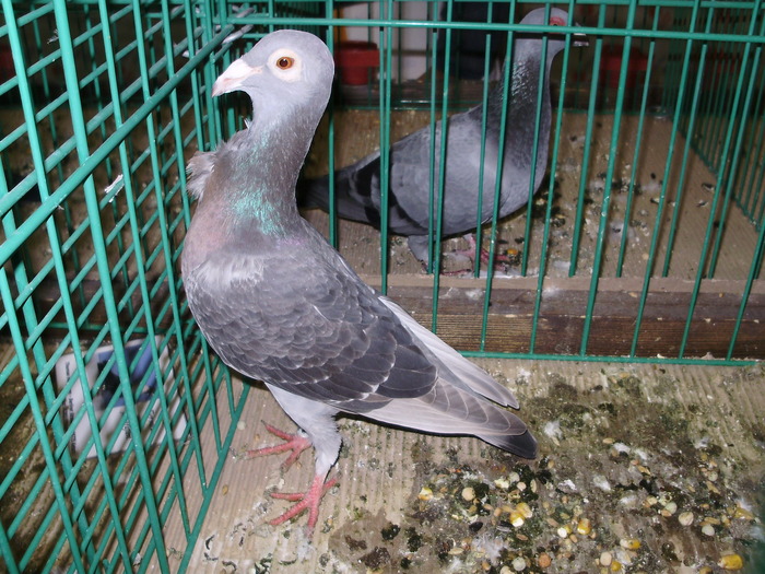 6704 bo 0 - 1507 partea 1b