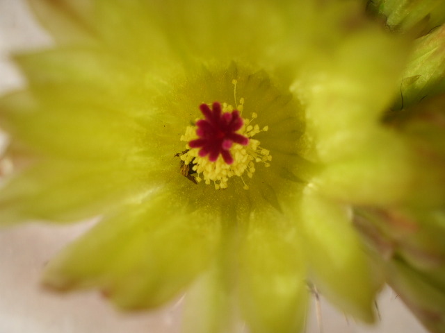 Detaliu floare notocactus - cactusii mei