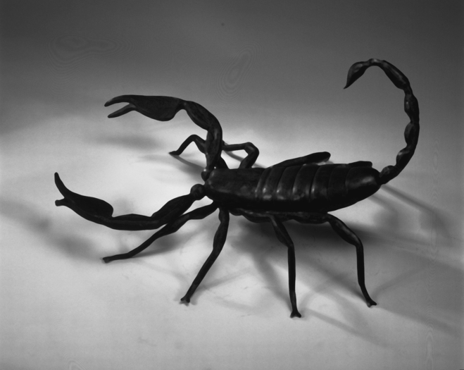 scorpione[1] - fluturi  si paienjeni dar si scorpioni