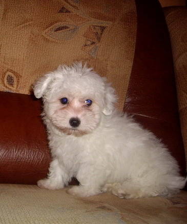 Bichon Havanese; fettia 2 luni
