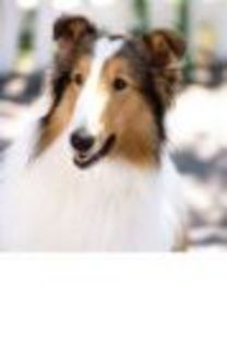 lassie - Lassie