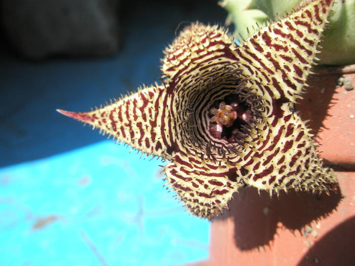 Huernia stapelioides - 28.07