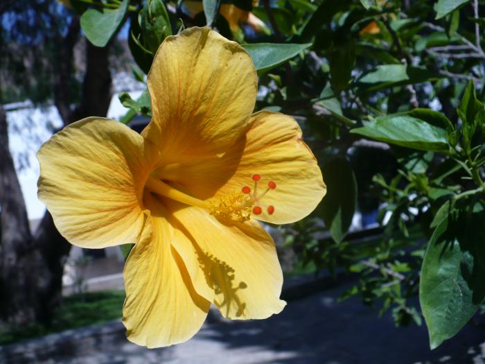 Hibiscus - Flori