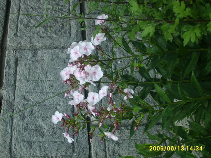 S5005176 - flori din gradina
