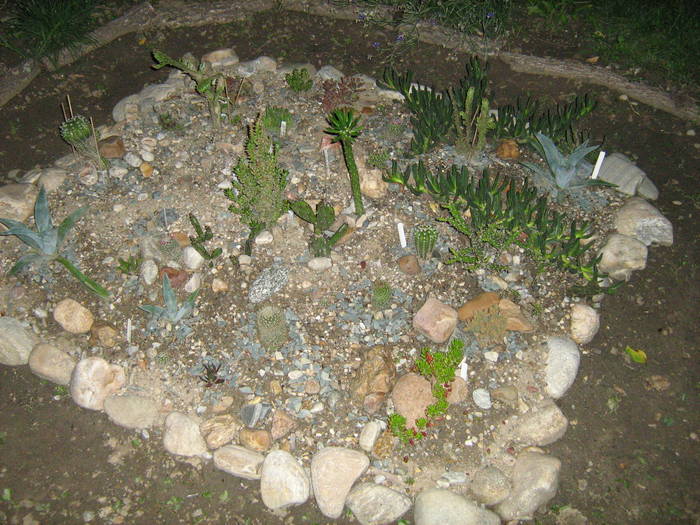 IMG_8593 - Cactusi la mosie 27 iunie 2009