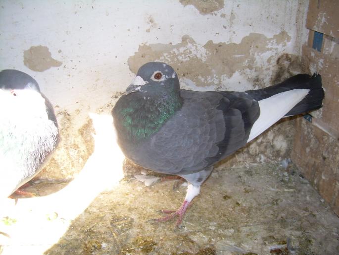 DSCN5887; cea mai buna reproducatoare pe anul acesta
