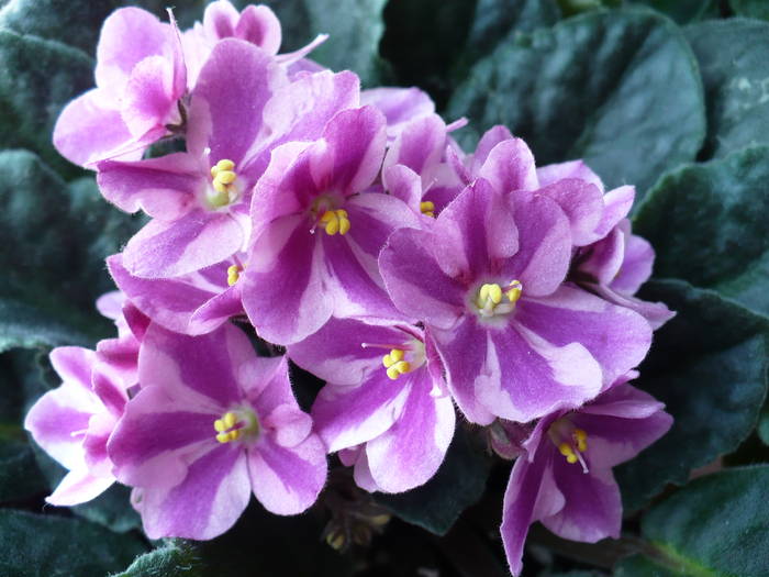 chimera magenta - Saintpaulia - violete de camera