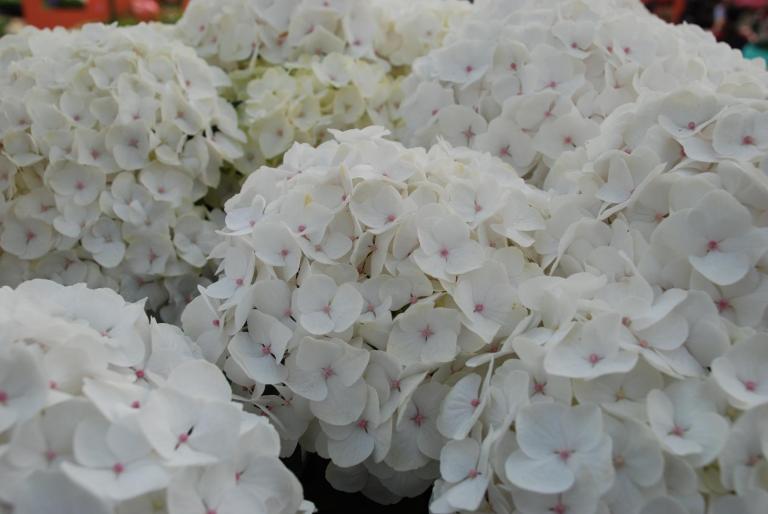Afbeelding 771 - KEUKENHOF-OLANDA
