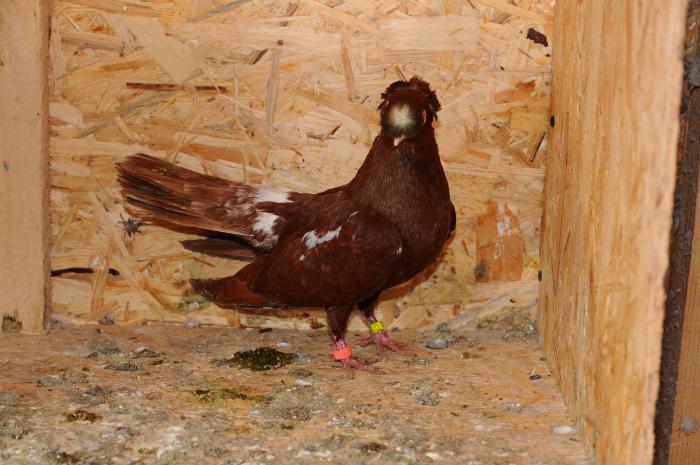 DSC_9882 - jucatori dublumotati calarasi 2008