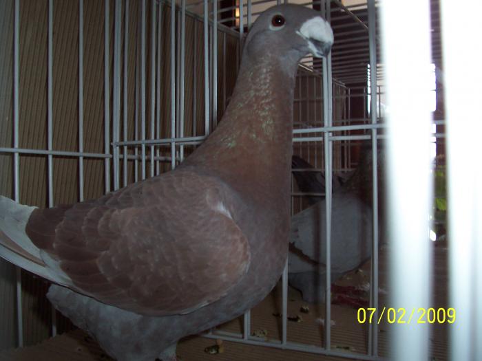 Expo Oradea 2009 029