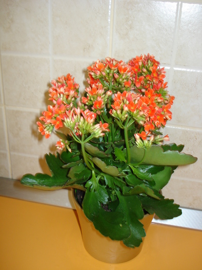 KALANCHOE