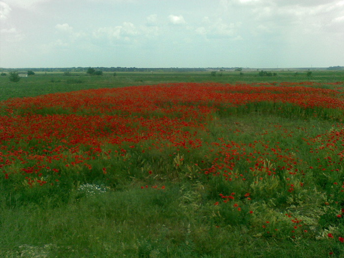 Cimp cu Maci; pina anul viitor...ramin acestia,in poza!
