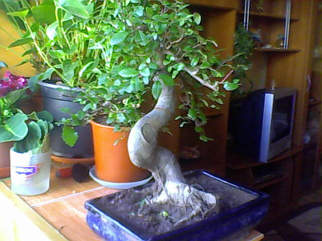 Picture 011 - BONSAI