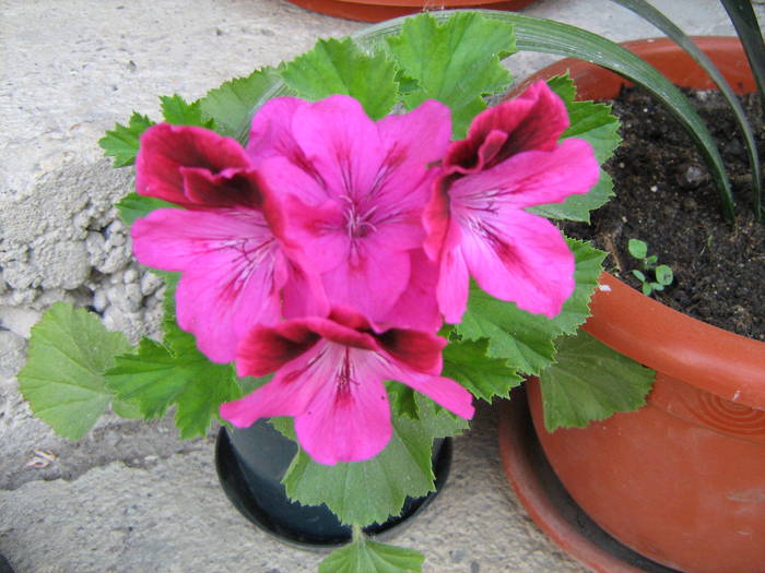 muscata englezeasca - floricele