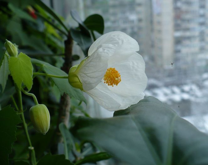 P1190017 - ABUTILONI