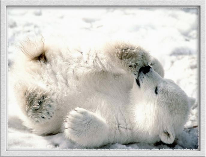 puiutz de urs polar - animale
