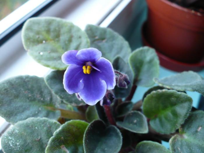 P1050710 - Violete africane