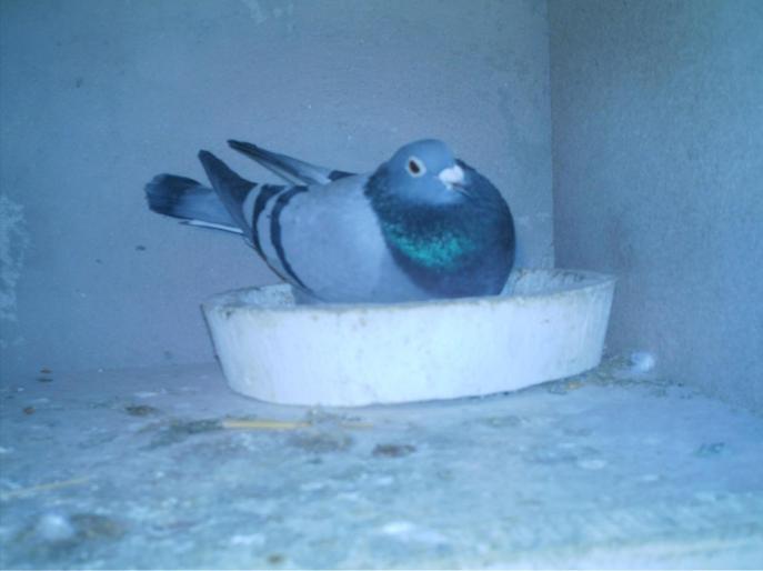 IMAG0010 - porumbei matca 2008