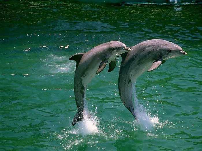 animals9 - Poze superbe