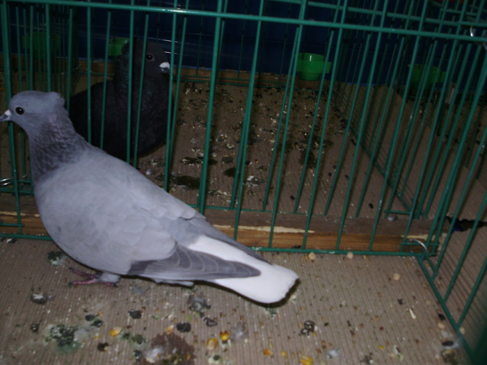 9557 cb 0 - 1507 partea 4