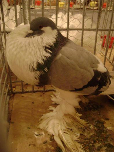 DSC05420 - expozitia tarnaveni 2009