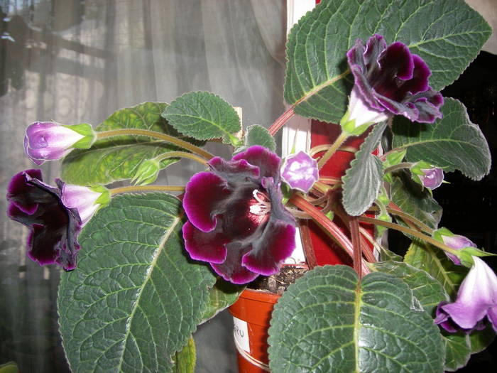 Gloxinia mov inchis