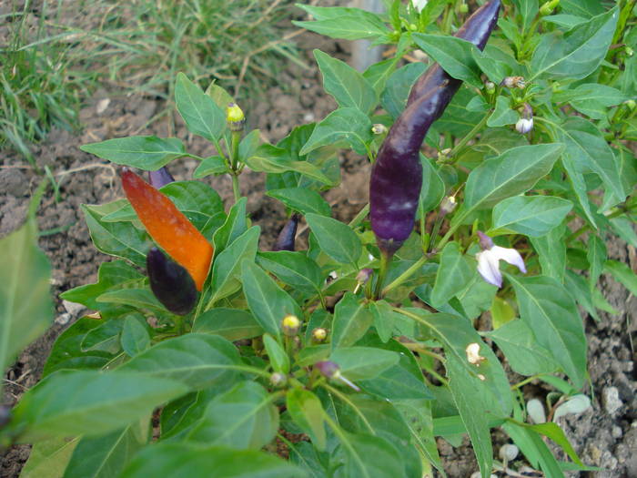 Black Peppers turn red (2009, Aug.04) - Black Chili Pepper_01