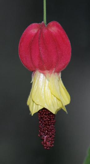 Abutilon megapotamicum