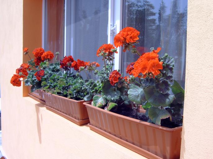 muscate la geam - Plantele mele de terasa si exterior