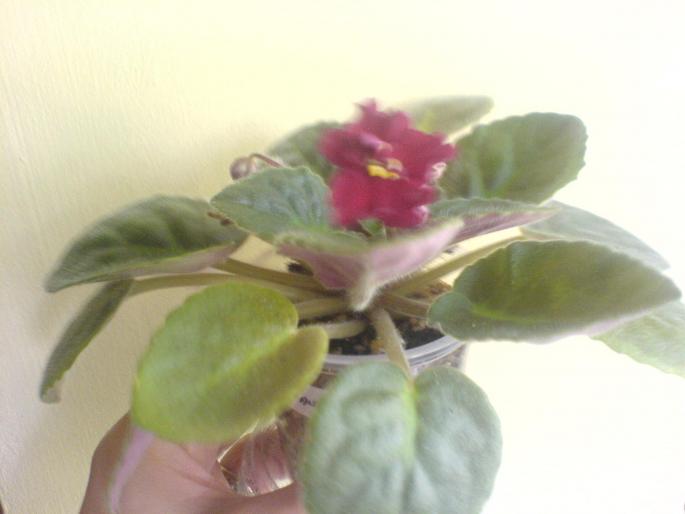 tomahawk. - violete 2009