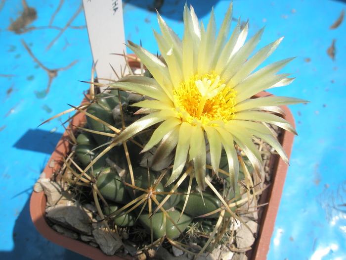 Coryphantha andreae - 30.08