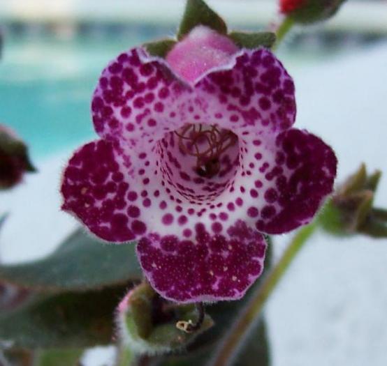 Kohleria BLACKBERRY BUTTERFLY - Kohleria si Sinningia seminte cumparate