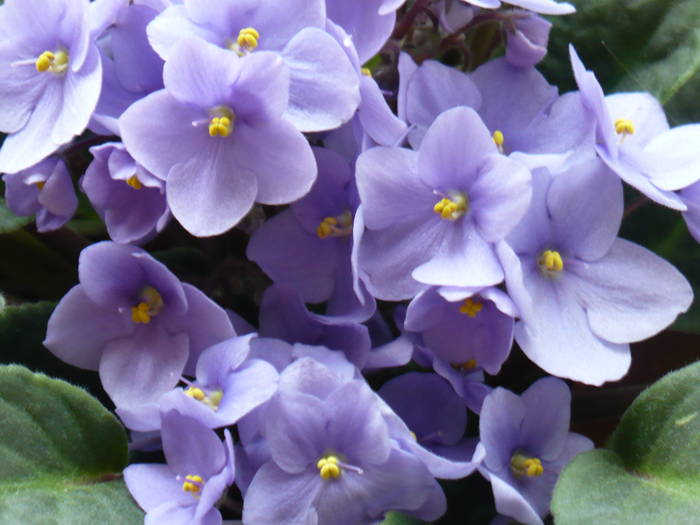 P1120466 - Saintpaulia - violete de camera