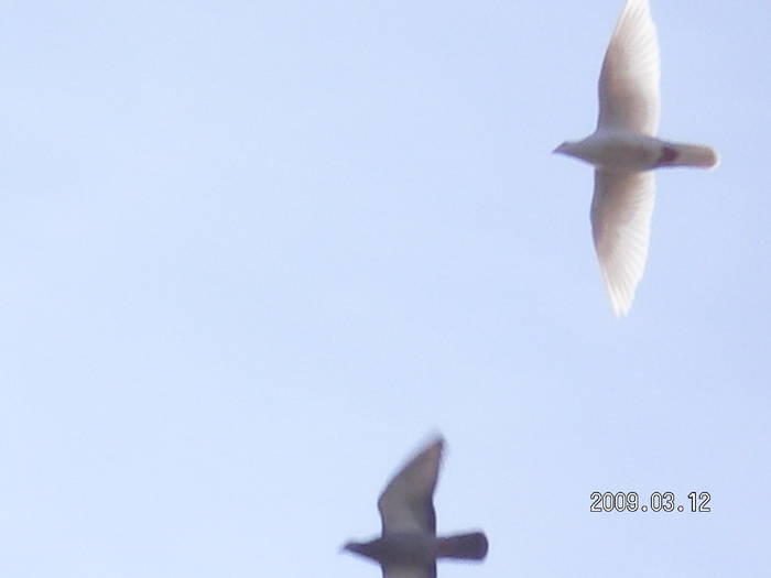 48 - porumbei Mihai si Gigi