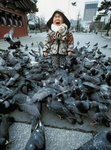atacul porumbeilor - Poze porumbei