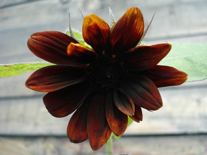 Sunflower Moulin Rouge (2009, Aug.12)
