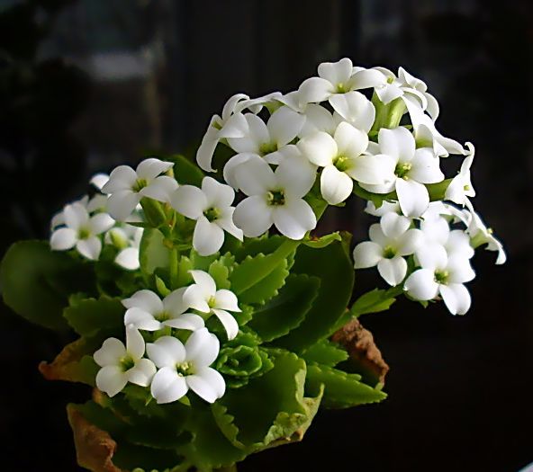 Kalanchoe blossfeldiana - Suculente