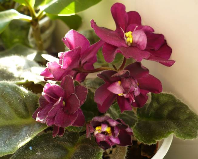 Vampire 's Kiss - Saintpaulia - violete de camera