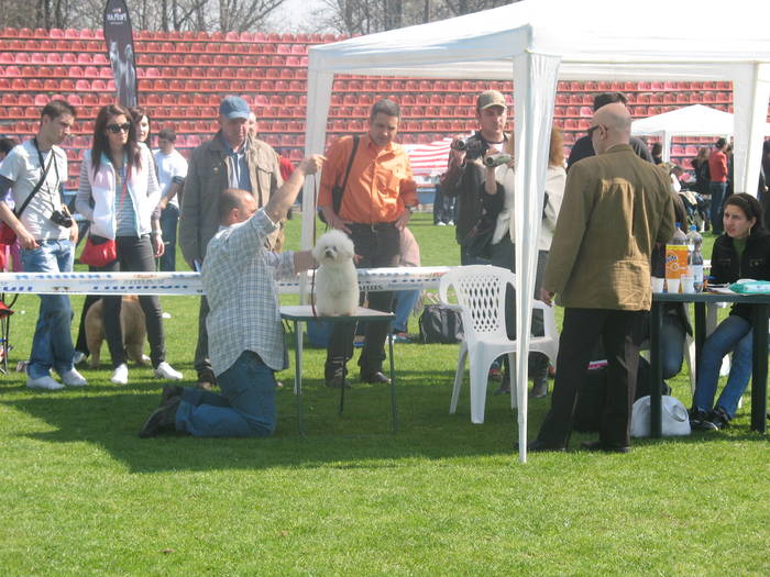 IMG_4800 - bichon frise