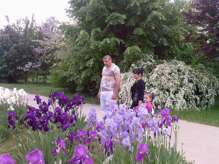 irisi - Gradina botanica Galati