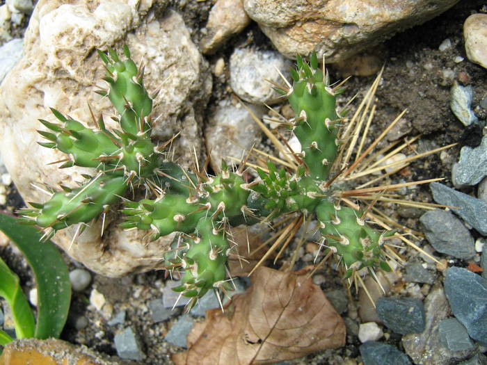 IMG_8630 - Cactusi la mosie 27 iunie 2009