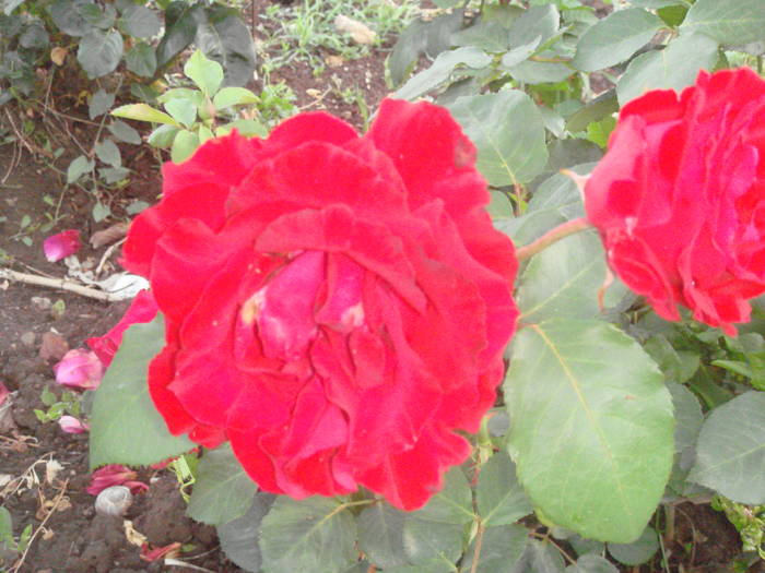 DSC01430 - trandafiri Romaniei